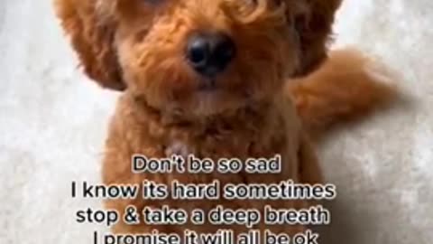 Cute Dog Videos - Best Funny Animal Videos 2022 🐶 Dog Video #shorts #short #animals #dog