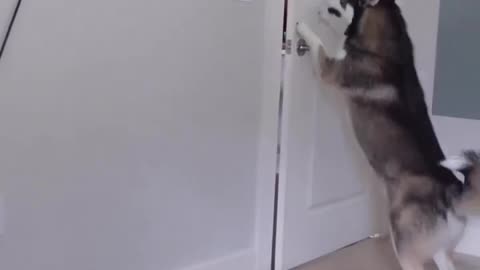 Husky opens and closes the door
