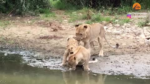 Lion Cubs Scared of Crossing Water_Cut
