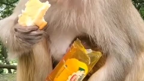 Hungry monkey
