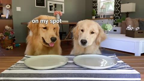 Funny Dogs eating