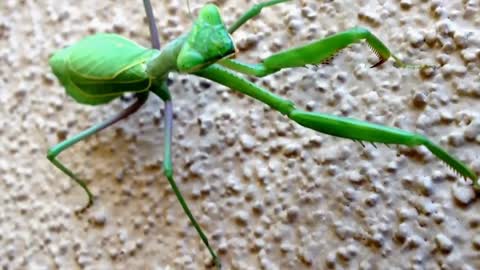 Cool up-close footage of Praying Mantis