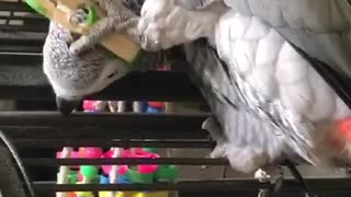 African grey pets himself