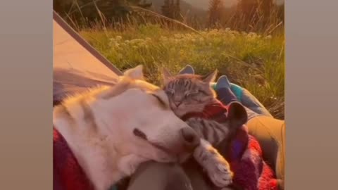 Here is a cute pets and animals compilation of funny cats and dogs sleeping together.