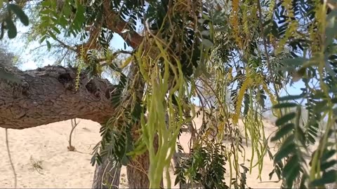 Prosopis Cineraria Tree, highly Valued Khejri, Chhonkara, and Jammi