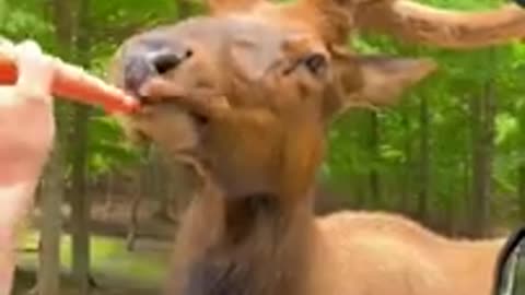 FUNNY VIDEO OF ANIMALS