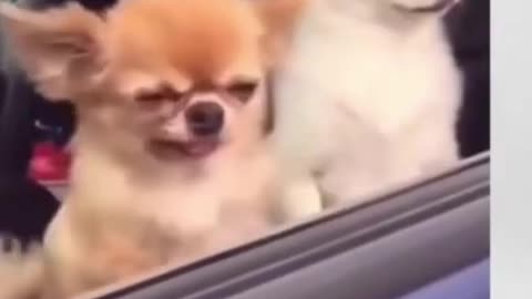 funny cute Dogs