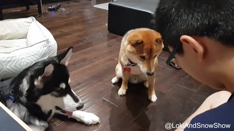 Husky and Shiba Inu playing dead