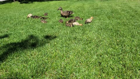 Baby Duck Asmr Foraging