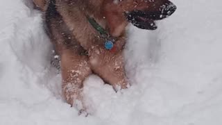 Virgil plays in snow!