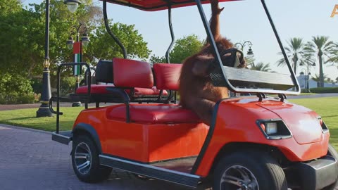 Animalia Orangutan Rambo drives her golf cart