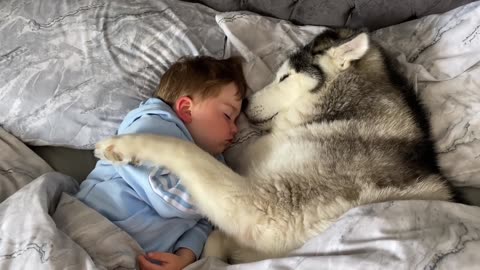 Husky Refuses To Get Out Of Babies Bed Then Falls Asleep Cuddling Him!! [CUTEST VIDEO EVER!]