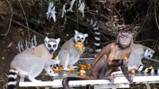 Footage Of Monkeys Eating Together