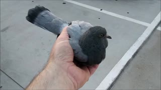🕊 Rescuing Baby Pigeon