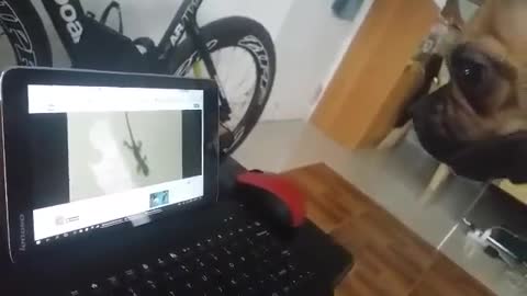 Dog Barks & Tries To Grab Lizard On Tablet Screen