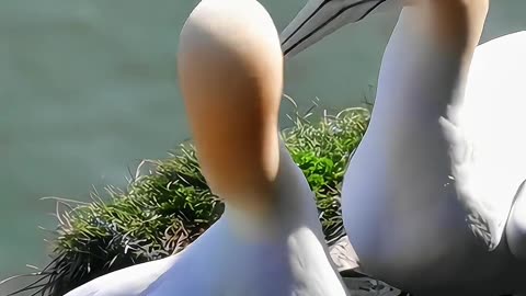 Gorgeous Swan Couple BAVAN EXPERIENCES 39K views 10 months ago