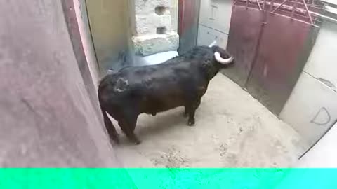 Vary dangerous bulls attack