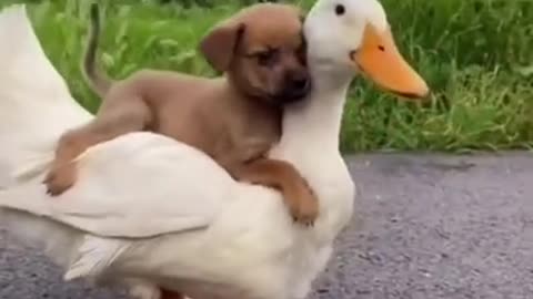 Cute Duck carrying Doggy on her Back