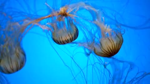 A flock of jellyfish