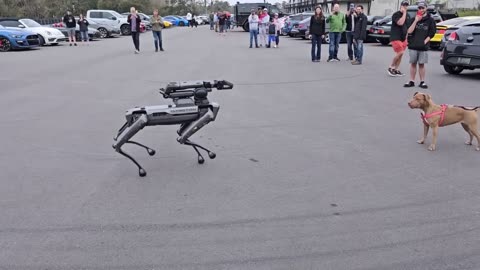 Boston Dynamics Robotic Dog meets actual dog