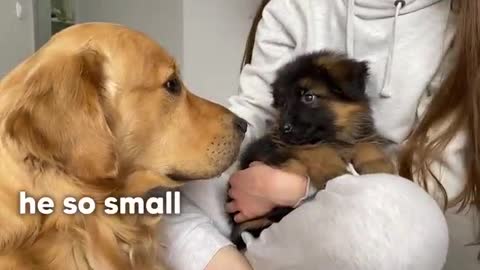 Golden Retriever Meets New Puppy _ Emotional Dog Reaction