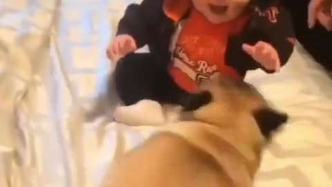 So cute dog kid baby paying