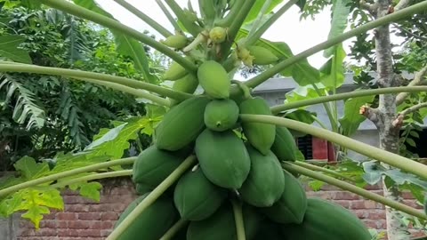 Papaya Tree