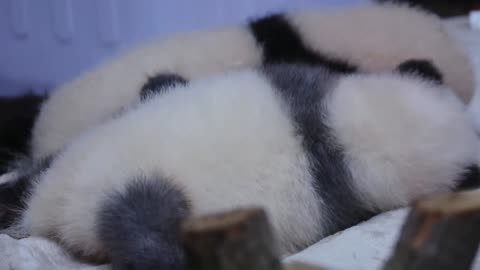 Cute gray baby panda taking a nap (1122)