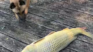 Large 20 lb carp caught off drop lines.