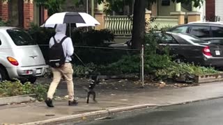 Funny Dog Goes For Walk On Hind Legs