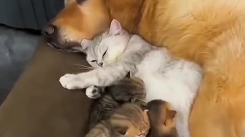 Cat and dog love