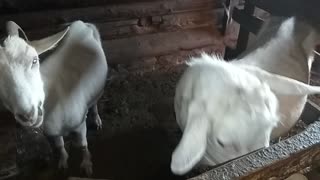 Goats eat cabbage