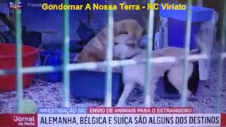 🇵🇹⚠️👨‍🍼 Verdades Sociais 👨‍🍼⚠️PARTE 2 - Os animais são literalmente comercializados como uma peça de vestuário