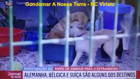 🇵🇹⚠️👨‍🍼 Verdades Sociais 👨‍🍼⚠️PARTE 2 - Os animais são literalmente comercializados como uma peça de vestuário