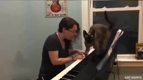 Cat Playing piano like Beethoven Nora