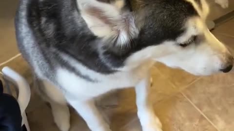 Guilty Husky Tries To Blame Other Dog!