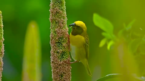 Baya weaver.