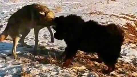 Tibetan mastiff vs wolf