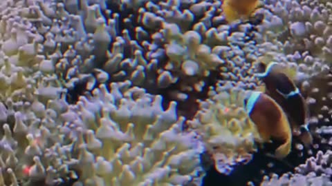 Clownfish Care Guide in Under A Minute