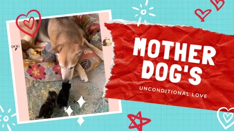 Mother Dog's unconditional love for kittens
