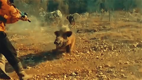 5 Terrifying Wild Boar Attacks Caught on Camera"