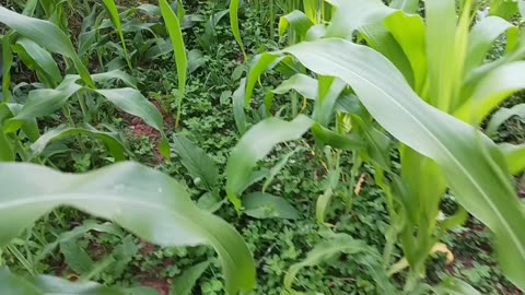 Permaculture corn patch, chestnut flowering, wheat blight, cats