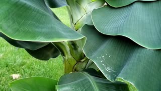 Taking care of baby banana plants from mother plant