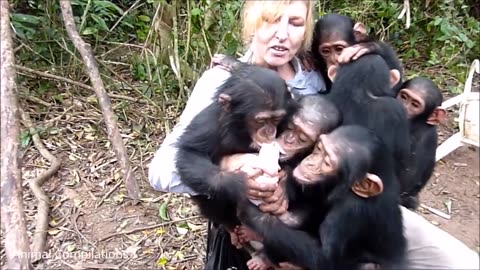 baby chimpanze cuddle