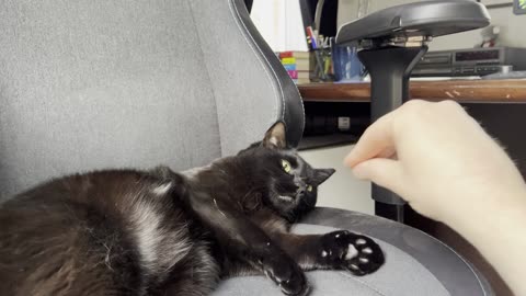 Black Cat Lazy Chair Fighting