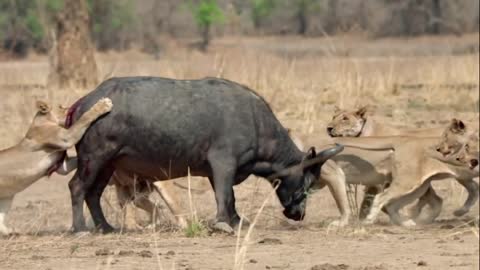 A herd of lioness working together to hunt the buffalo