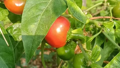 Red chilli in bushes