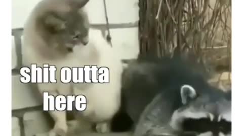 Cat funny video part-67