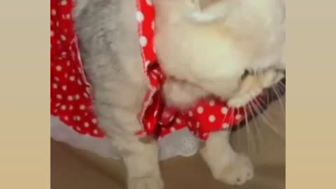 Cute cat get ready