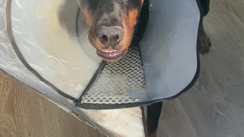 Doberman plays ball with a cone on